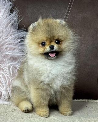 Pomeranian, purebred puppies - Vienna Dogs, Puppies