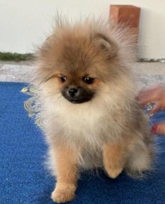 Pomeranian, purebred puppies - Vienna Dogs, Puppies