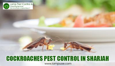 bed bugs pest control Dubai 