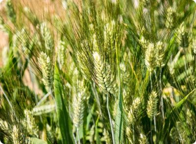 Esma barley seed in Alberta