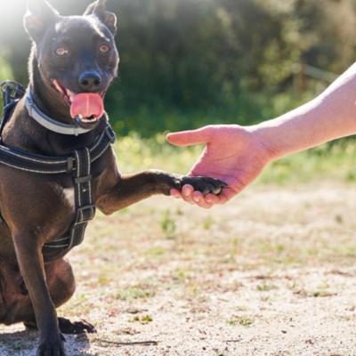 Off Leash Dog Training