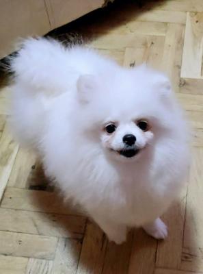 Beautiful Pomeranians BOO - Vienna Dogs, Puppies