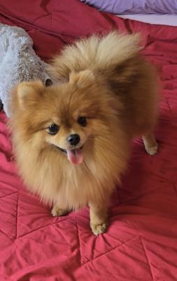 Beautiful Pomeranians BOO - Vienna Dogs, Puppies