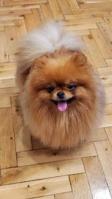 Beautiful Pomeranians BOO - Vienna Dogs, Puppies