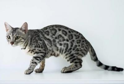 White Bengal Cat Price - Other Other