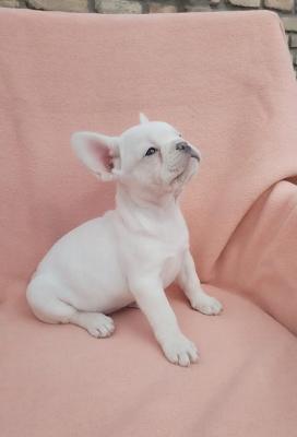 French bulldog - Vienna Dogs, Puppies