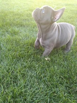 French bulldog - Vienna Dogs, Puppies