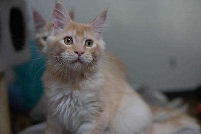 Maine Coon Kitten in Ghaziabad