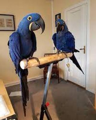 Beautiful Baby Hyacinth Macaw - Umm al-Quwain Birds