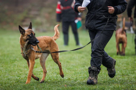 Dog Training For Aggressive Dogs - Other Other