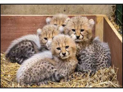 Cheetah for sale - Ajman Cats, Kittens