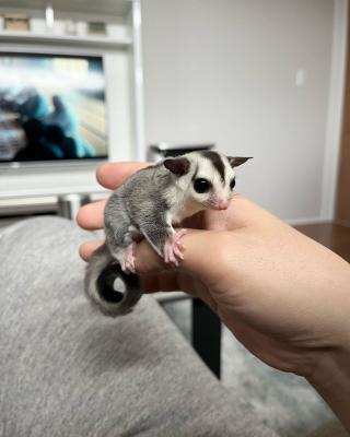 Male and Female Sugar Gliders - Dubai Other