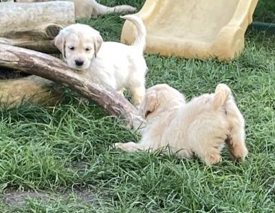 Gorgeous Goldies  - Barrie Dogs, Puppies