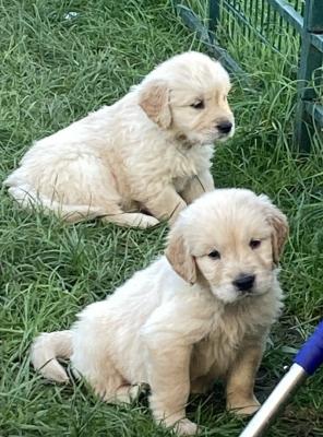 Gorgeous Goldies  - Barrie Dogs, Puppies