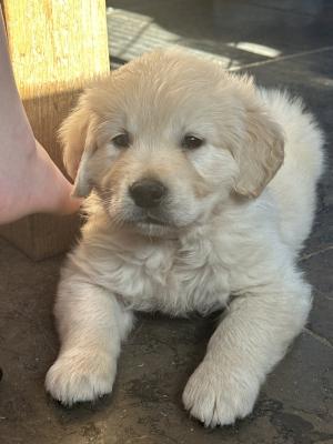 Golden Retriever Puppies - Calgary Dogs, Puppies