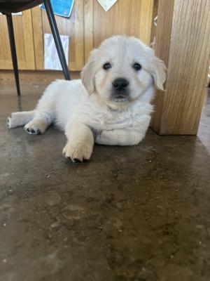 Golden Retriever Puppies - Calgary Dogs, Puppies