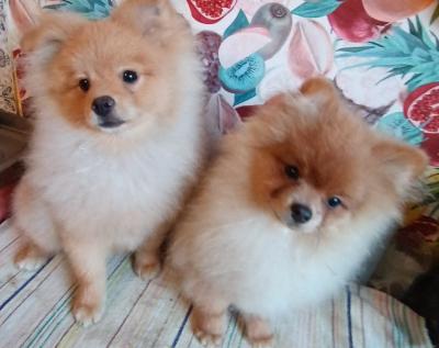 German Spitz-Pomeranian-puppies - Vienna Dogs, Puppies