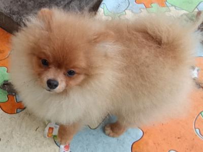 German Spitz-Pomeranian-puppies - Vienna Dogs, Puppies