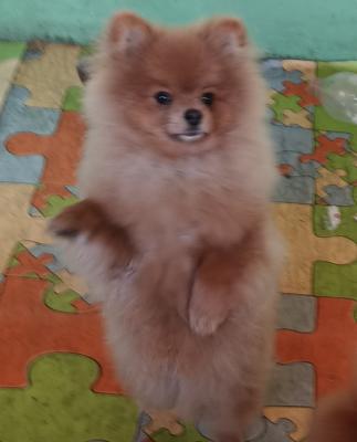 German Spitz-Pomeranian-puppies - Vienna Dogs, Puppies