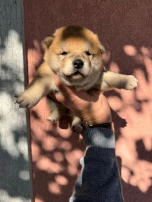 Shiba Inu TOP Welpen