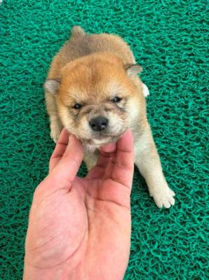 Shiba Inu TOP Welpen - Vienna Dogs, Puppies