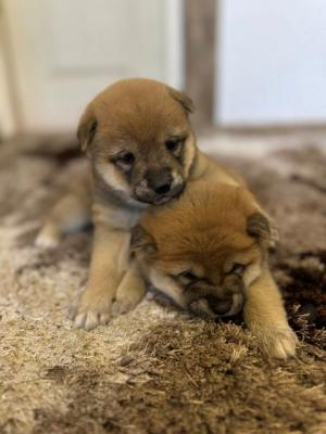 Shiba Inu TOP Welpen - Vienna Dogs, Puppies