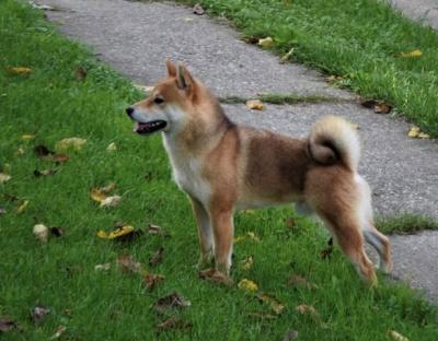 Shiba Inu TOP Welpen - Vienna Dogs, Puppies