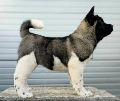 American Akita, puppies of exhibition character