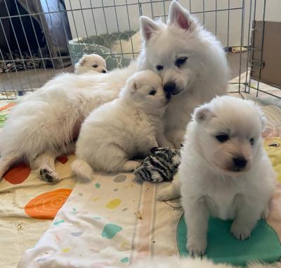  Japanese Spitz puppies