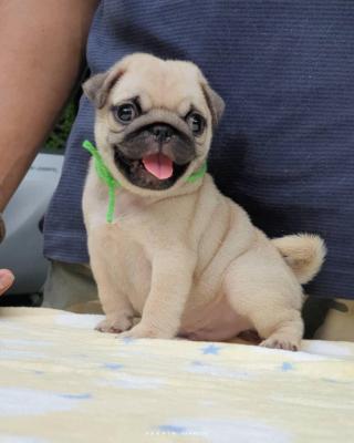  Pug Puppies For Sale