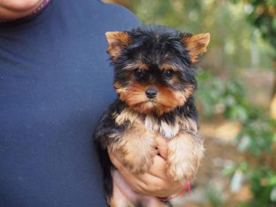  Yorkie Puppies for Sale 