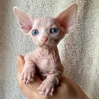  Sphynx Kittens for sale 