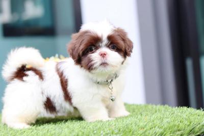  Shih Tzu Puppies for Sale 