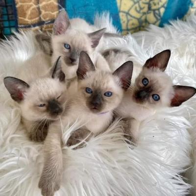  Siamese Kittens Ready