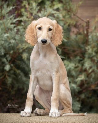  Saluki Puppies available  - Dubai Dogs, Puppies