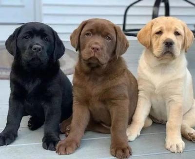  Labrador Puppies for adoption