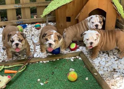   English Bulldog Puppies for Sale 