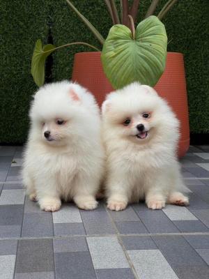  Teacup Pomeranian Puppies Available for sale  