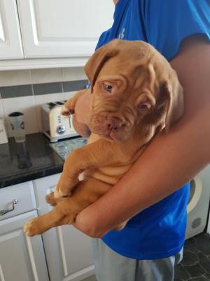  Dogue De Bordeaux Puppies for sale ( French Mastiff )