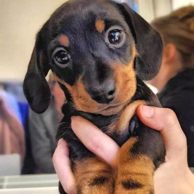   dachshund puppies For Sale 