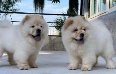  chow chow puppies for Sale 