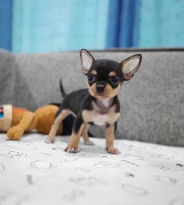   Chihuahua puppies for Sale 