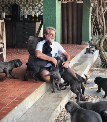  Cane Corso puppies for sale. 