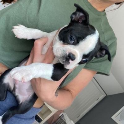   Boston Terrier Puppies For New Homes 