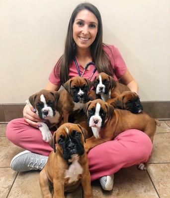   Boxer Puppies For Adoption