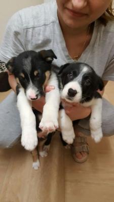    Border Collie pups for Adoption Ready 