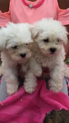  Bichon Frise Puppies For Sale 