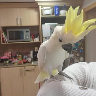  Sulphur-crested Cockatoo Parrots For Sale 