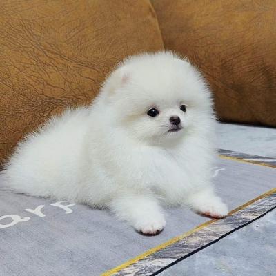   Pomeranian puppies available for sale 