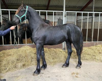  5 year old dream Friesian Horse for sale 